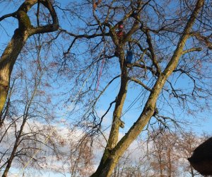 Pielęgnacja i konserwacja drzew zabytkowej alei lipowej na terenie skansenu Muzeum Rolnictwa im. Ks. Krzysztofa Kluka w Ciechanowcu Pielęgnacja i konserwacja drzew zabytkowej alei lipowej na terenie skansenu Muzeum Rolnictwa im. Ks. Krzysztofa Kluka w Ciechanowcu