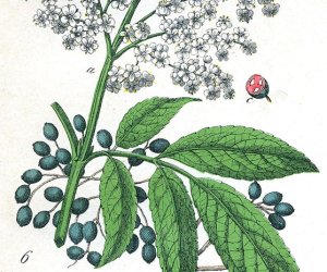 Niecodziennik Muzealny - Kiedy zakwitną dzikie bzy Niecodziennik Muzealny - Kiedy zakwitną dzikie bzy