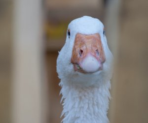 JESIEŃ W POLU I ZAGRODZIE w ramach Europejskich Dni Dziedzictwa 18 września 2016 r. JESIEŃ W POLU I ZAGRODZIE w ramach Europejskich Dni Dziedzictwa 18 września 2016 r.