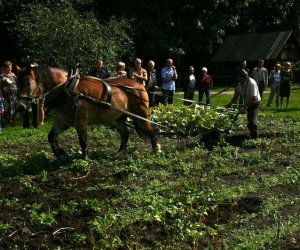 Wykopki w skansenie 2009