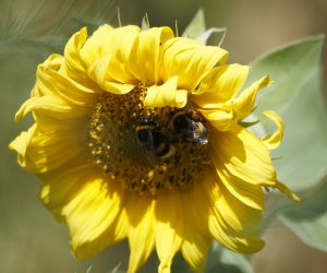 DZIAŁ TRADYCJI ZIELARSKICH DZIAŁ TRADYCJI ZIELARSKICH
