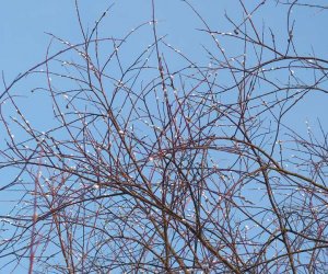 Nowe budki lęgowe w muzealnym parku Nowe budki lęgowe w muzealnym parku