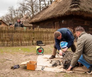 Jarmark św. Wojciecha 2016