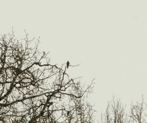 Zimowe Ptakoliczenie 2017 Zimowe Ptakoliczenie 2017