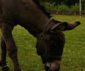Początek wiosny w Muzeum Rolnictwa im. ks. K. Kluka w Ciechanowcu to czas dla zwierząt. Początek wiosny w Muzeum Rolnictwa im. ks. K. Kluka w Ciechanowcu to czas dla zwierząt.
