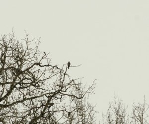 Zimowe Ptakoliczenie 2017