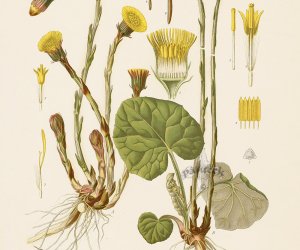 Codziennik Muzealny - Wypędzam kaszel, czyli podbiał pospolity Codziennik Muzealny - Wypędzam kaszel, czyli podbiał pospolity