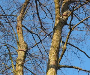 Pielęgnacja i konserwacja drzew zabytkowej alei lipowej na terenie skansenu Muzeum Rolnictwa im. Ks. Krzysztofa Kluka w Ciechanowcu Pielęgnacja i konserwacja drzew zabytkowej alei lipowej na terenie skansenu Muzeum Rolnictwa im. Ks. Krzysztofa Kluka w Ciechanowcu