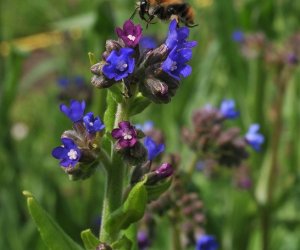 Niecodziennik Muzealny - Roślinna sztuka manipulacji, czyli kilka słów o zapylaniu