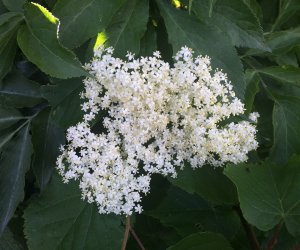 Niecodziennik Muzealny - Kiedy zakwitną dzikie bzy Niecodziennik Muzealny - Kiedy zakwitną dzikie bzy