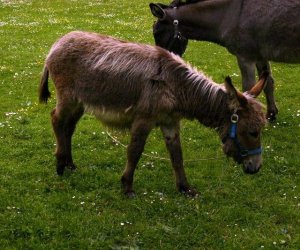 Początek wiosny w Muzeum Rolnictwa im. ks. K. Kluka w Ciechanowcu to czas dla zwierząt. Początek wiosny w Muzeum Rolnictwa im. ks. K. Kluka w Ciechanowcu to czas dla zwierząt.