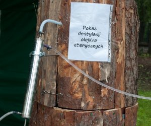 Jarmark św. Wojciecha i Święto Lasu Jarmark św. Wojciecha i Święto Lasu