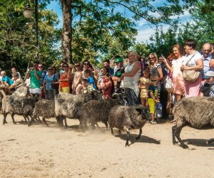 XV Podlaskie Święta Chleba w Muzeum Rolnictwa im. ks. Krzysztofa Kluka w Ciechanowcu XV Podlaskie Święta Chleba w Muzeum Rolnictwa im. ks. Krzysztofa Kluka w Ciechanowcu
