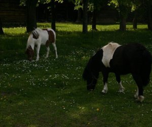 Początek wiosny w Muzeum Rolnictwa im. ks. K. Kluka w Ciechanowcu to czas dla zwierząt. Początek wiosny w Muzeum Rolnictwa im. ks. K. Kluka w Ciechanowcu to czas dla zwierząt.