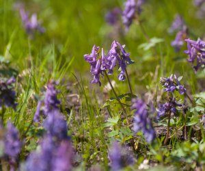 „Na świętego Wojciecha pierwsza wiosny pociecha” „Na świętego Wojciecha pierwsza wiosny pociecha”
