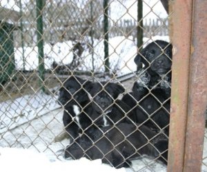 Muzeum odda w dobre ręce 8 pięknych 2 miesięcznych szczeniąt.