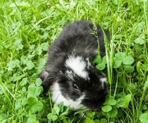 Nowi mieszkańcy ciechanowieckiego skansenu Nowi mieszkańcy ciechanowieckiego skansenu