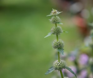 Niecodziennik Muzealny - Roślinna sztuka manipulacji, czyli kilka słów o zapylaniu Niecodziennik Muzealny - Roślinna sztuka manipulacji, czyli kilka słów o zapylaniu