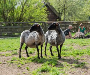 NIECOdziennik muzealny – Strzyżenie owiec NIECOdziennik muzealny – Strzyżenie owiec