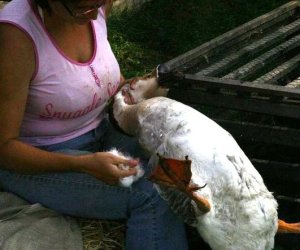 Wykopki w skansenie 2009