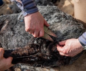 NIECOdziennik muzealny – Strzyżenie owiec NIECOdziennik muzealny – Strzyżenie owiec