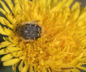 Codziennik Muzealny - Mniszek lekarski – kwiatek, który kocha słońce Codziennik Muzealny - Mniszek lekarski – kwiatek, który kocha słońce