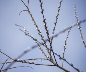 Nie ja biję, palma bije Nie ja biję, palma bije
