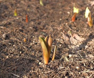 Nowe budki lęgowe w muzealnym parku Nowe budki lęgowe w muzealnym parku
