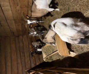 Szopka bożonarodzeniowa 2025 Szopka bożonarodzeniowa 2025