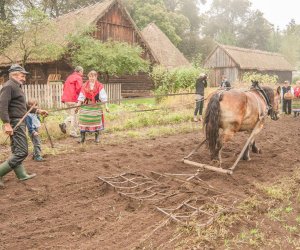 Wykopki w Skansenie 2013