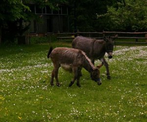 Początek wiosny w Muzeum Rolnictwa im. ks. K. Kluka w Ciechanowcu to czas dla zwierząt. Początek wiosny w Muzeum Rolnictwa im. ks. K. Kluka w Ciechanowcu to czas dla zwierząt.