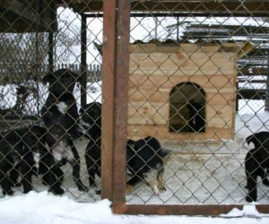Muzeum odda w dobre ręce 8 pięknych 2 miesięcznych szczeniąt.