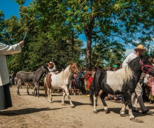 XV Podlaskie Święta Chleba w Muzeum Rolnictwa im. ks. Krzysztofa Kluka w Ciechanowcu XV Podlaskie Święta Chleba w Muzeum Rolnictwa im. ks. Krzysztofa Kluka w Ciechanowcu