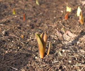 Nowe budki lęgowe w muzealnym parku Nowe budki lęgowe w muzealnym parku