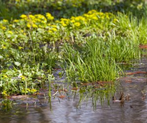 „Na świętego Wojciecha pierwsza wiosny pociecha” „Na świętego Wojciecha pierwsza wiosny pociecha”