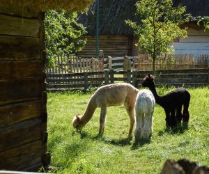 XVIII Podlaskie Święto Chleba - fotorelacja XVIII Podlaskie Święto Chleba - fotorelacja