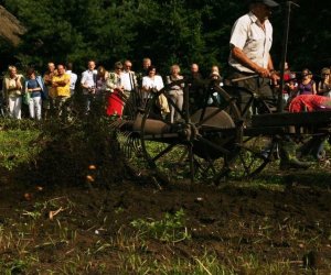 Wykopki w skansenie 2009