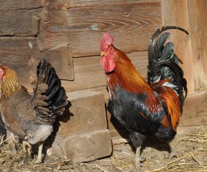 NIECOdziennik Muzealny Mieszkańcy Muzeum – „Na Kurzej Łapce” NIECOdziennik Muzealny Mieszkańcy Muzeum – „Na Kurzej Łapce”