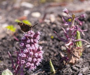 „Na świętego Wojciecha pierwsza wiosny pociecha” „Na świętego Wojciecha pierwsza wiosny pociecha”