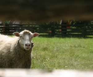 XII Podlaskie Święto Chleba, 12.08.2012 r. XII Podlaskie Święto Chleba, 12.08.2012 r.