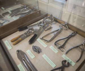 NIECOdziennik muzealny - Weterynaria NIECOdziennik muzealny - Weterynaria