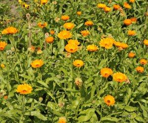 "Kwitnące Tradycje" "Kwitnące Tradycje"