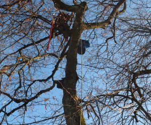 Pielęgnacja i konserwacja drzew zabytkowej alei lipowej na terenie skansenu Muzeum Rolnictwa im. Ks. Krzysztofa Kluka w Ciechanowcu Pielęgnacja i konserwacja drzew zabytkowej alei lipowej na terenie skansenu Muzeum Rolnictwa im. Ks. Krzysztofa Kluka w Ciechanowcu