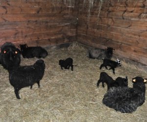 Szopka bożonarodzeniowa