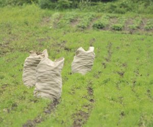Wykopki w skansenie podsumowanie, fotorelacja. Wykopki w skansenie podsumowanie, fotorelacja.