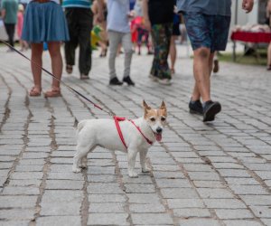 14 Zajazd Wysokomazowiecki - fotorelacja 14 Zajazd Wysokomazowiecki - fotorelacja