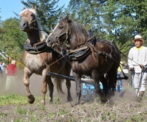 JESIEŃ W POLU I ZAGRODZIE w ramach Europejskich Dni Dziedzictwa 18 września 2016 r. JESIEŃ W POLU I ZAGRODZIE w ramach Europejskich Dni Dziedzictwa 18 września 2016 r.