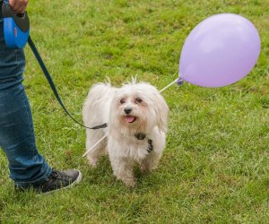 Wykopki w Skansenie 2013 Wykopki w Skansenie 2013