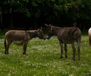 Początek wiosny w Muzeum Rolnictwa im. ks. K. Kluka w Ciechanowcu to czas dla zwierząt. Początek wiosny w Muzeum Rolnictwa im. ks. K. Kluka w Ciechanowcu to czas dla zwierząt.