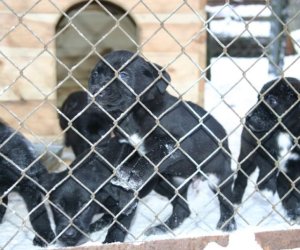 Muzeum odda w dobre ręce 8 pięknych 2 miesięcznych szczeniąt.